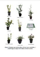 oferta 50 plantas de seto (12)